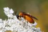 Arge ochropus